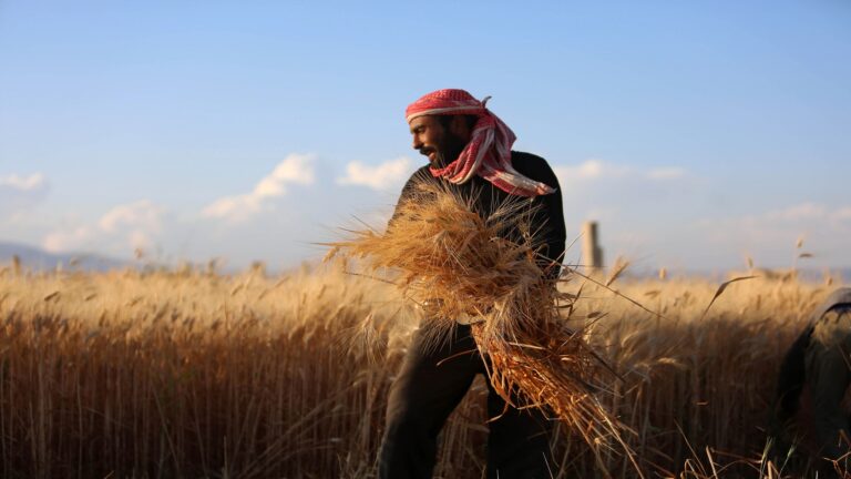 تغيّر المناخ وتعثر الاقتصاد يقلصان بشدة محصول القمح في سوريا